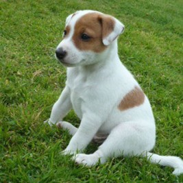 Jack-Russell-Parson