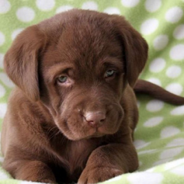 Labrador Retriever Cioccolato