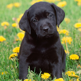 Labrador Retriever Nero